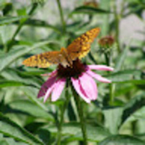 Meet your Posher, Bonnie